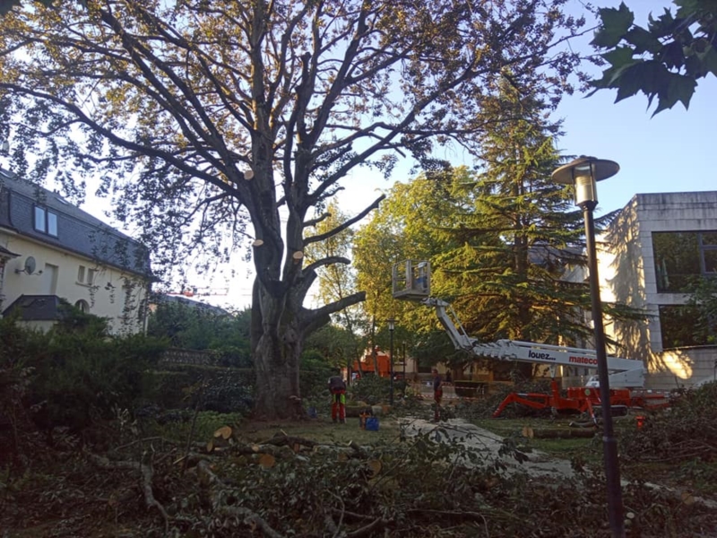 Image 4 : Coupe et taille d’arbres à Holtz : THIRY Thomas, Arbo Tom