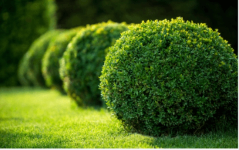 Image 10 : Jardinier à Kayl : Top Jardin