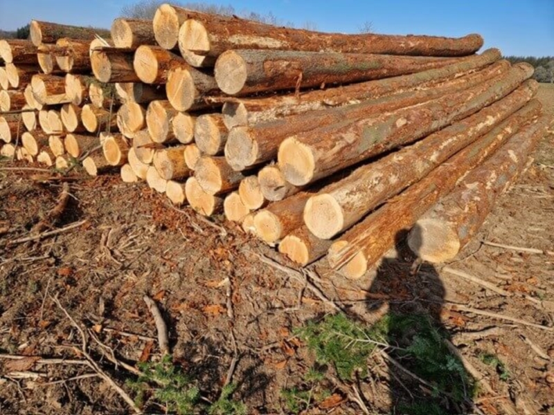 Image 10 : Exploitation forestière à Steinfort : Goffinet Bois SA