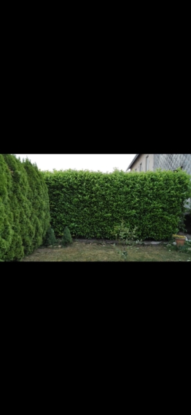 Image 39 : Spécialiste aménagement jardin à Bertrange : TMB Green-Lux Sarl