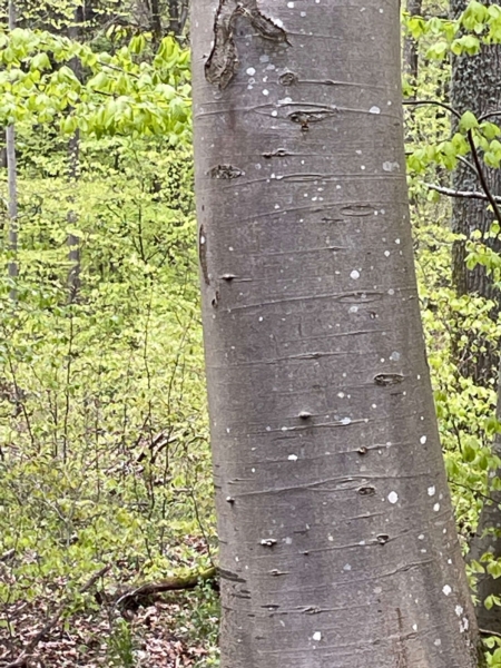 Image 21 : Bois à Lintgen : Horsmans Sàrl