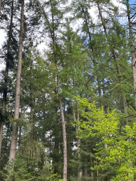 Image 22 : Bois à Lintgen : Horsmans Sàrl