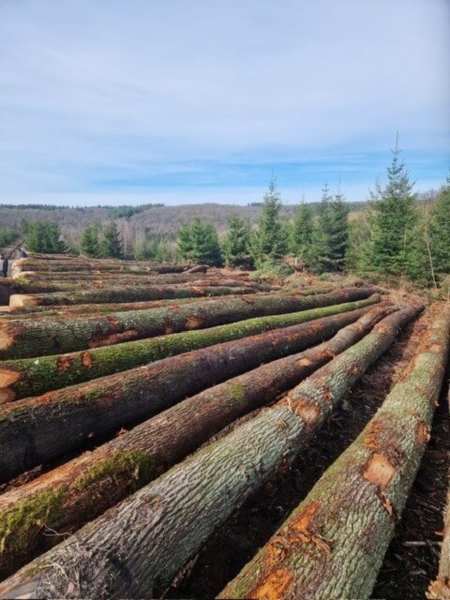 Image 12 : Exploitation forestière à Steinfort : Goffinet Bois SA