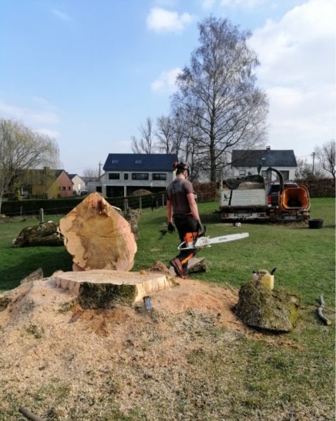 Image 14 : Coupe et taille d’arbres à Arlon : Krafft - Leblanc