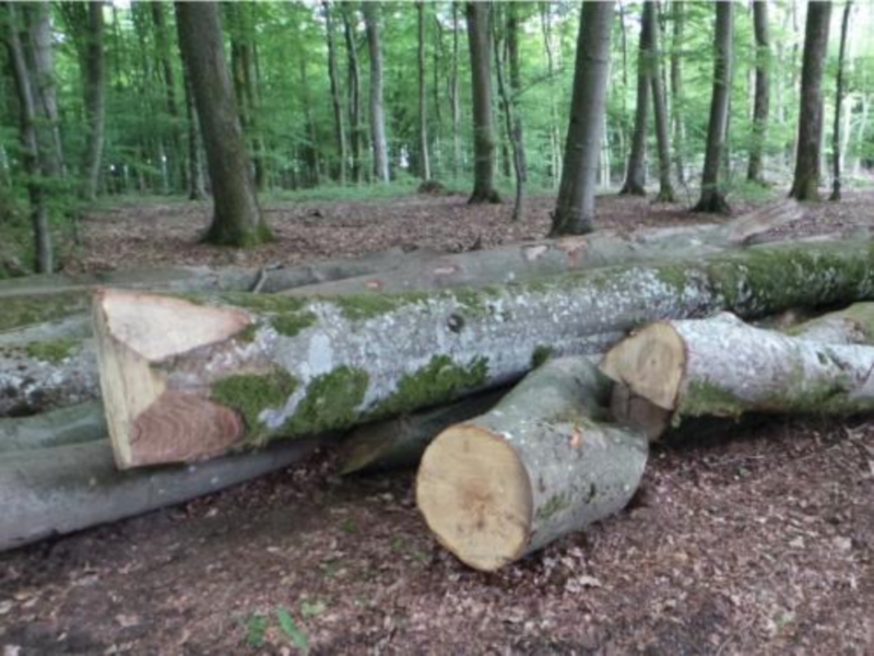Image 23 : Bois à Lintgen : Horsmans Sàrl
