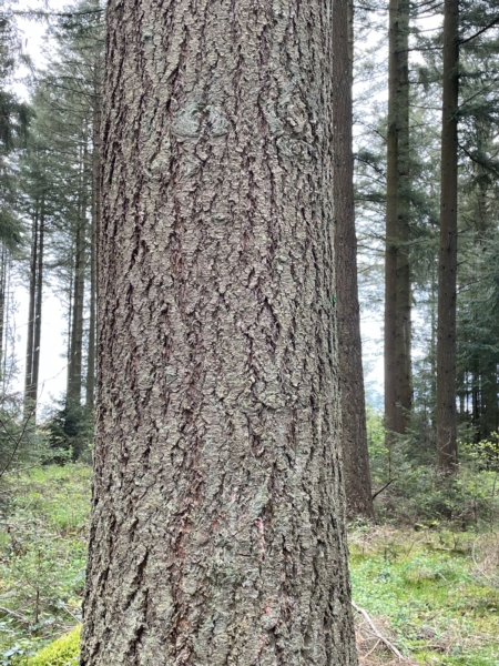 Image 24 : Bois à Lintgen : Horsmans Sàrl