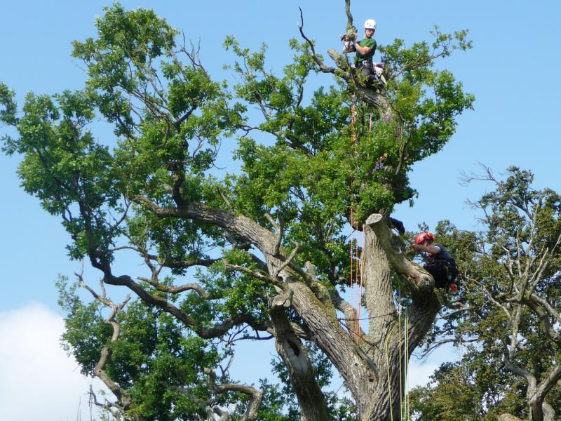 Image 4 : Coupe et taille d’arbres à Hautcharage : TreeTime