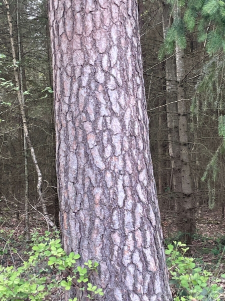Image 25 : Bois à Lintgen : Horsmans Sàrl