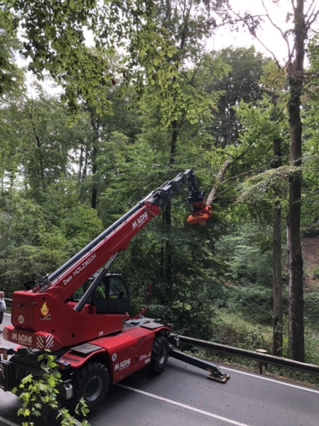 Image 7 : Coupe et taille d’arbres à Gilsdorf : Den Holzmich