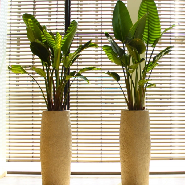 Image 13 : Plante tropicale à Pétange : Plantes Tropicales Services